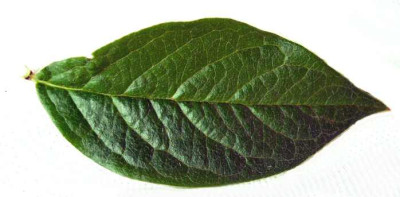 Blatt_unbekannt.jpg