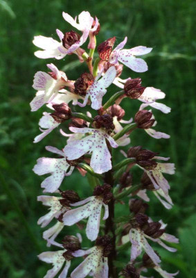 Orchis purpurea A 06-2015.jpg