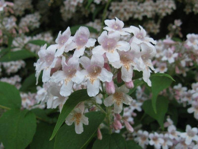 Kolkwitzia amabilis Detail (Kopie).jpg