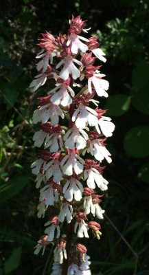 Orchis x hybrida 06-2015.jpg