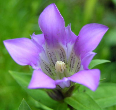 G.scabra.JPG