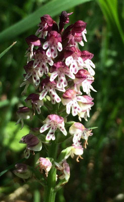 Neotinea ustulata 06-2015.jpg