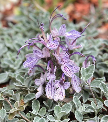 IMG_3360_eTeucrium aroanium.jpg