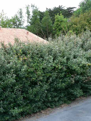oelweide_hecke.jpg