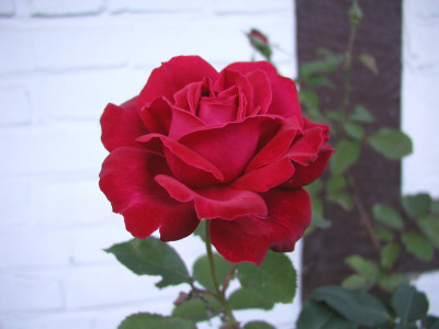 Bavas_Rose.jpg
