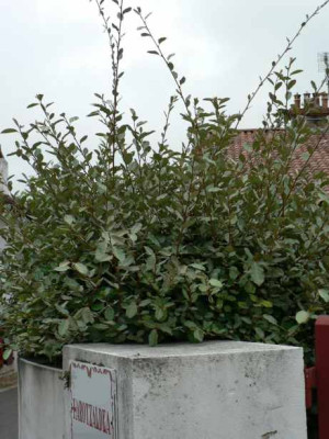 oelweide_triebe.jpg