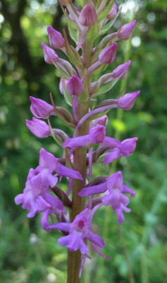 Gymnadenia conopsea 06-2015.jpg