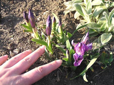 iris_hand.jpg