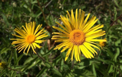Inula hirta 06-2015.jpg