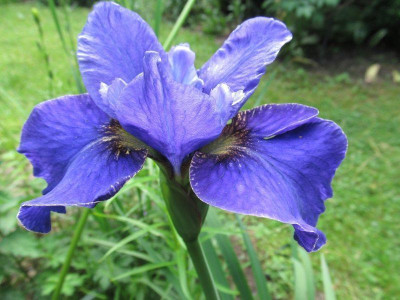 Iris sibirica hybr. dunkelblauviolett 2 Zeder 2015.jpg