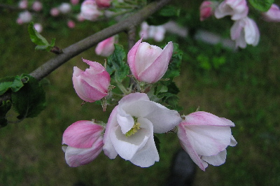 Boskoop-1.jpg