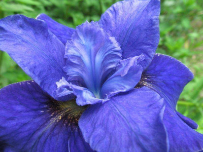 Iris sibirica hybr. dunkelblauviolett 4 Zeder 2015.jpg