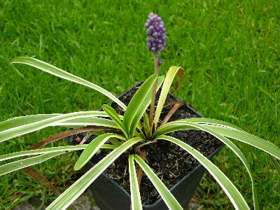 Liriope_gestreift.JPG