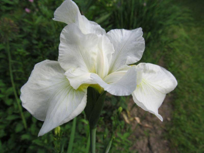 Iris sibirica hybr. weiss 2 Zeder 2015.jpg