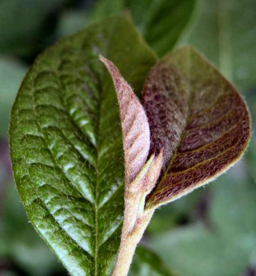 Blatt_unbekannt1.jpg