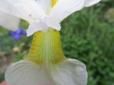 Iris sibirica hybr. weiss 4 Zeder 2015.jpg