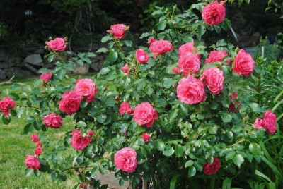 rosen 1. juni 081.jpg