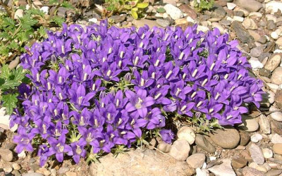 Edraianthus_pumilio.jpg