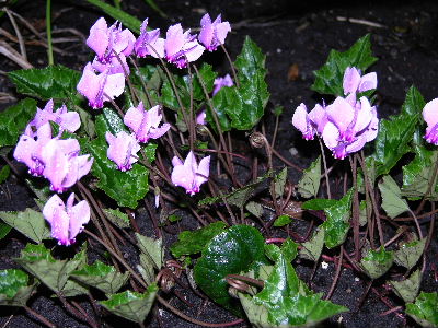 Cyclamen.JPG