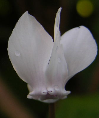 Cyclamen_weiss.JPG