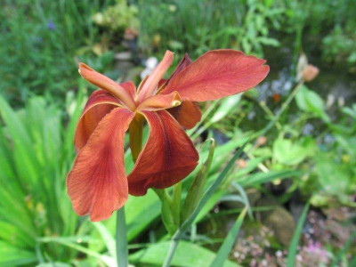 Iris fulva Bluete2 2015.jpg