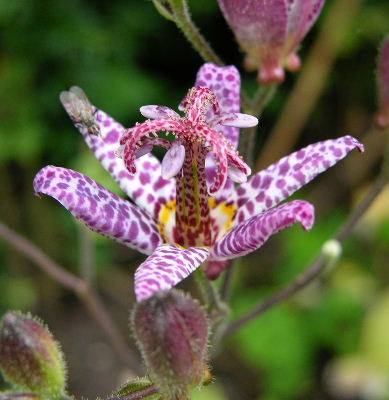 Tricyrtis_dunkle_Form.JPG
