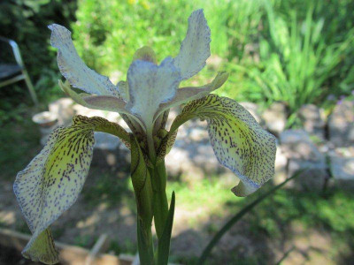 Iris wilsonii hybrid 2 blossom.jpg