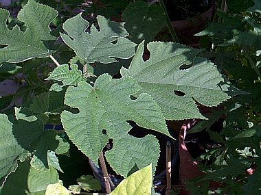 unbekannterBaum.jpg