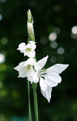 06200010_eGladiolus_imbricatus_var_albus.JPG