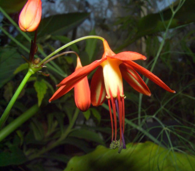 Bessera_elegans.jpg