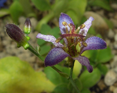 Tricyrtis_Gilt_Edge_Blute.jpg