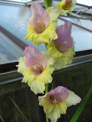 Gladiolus_apart.jpg