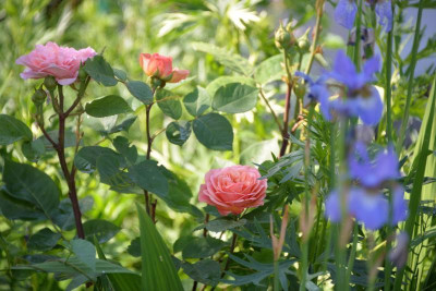 DSC_8721.jpg