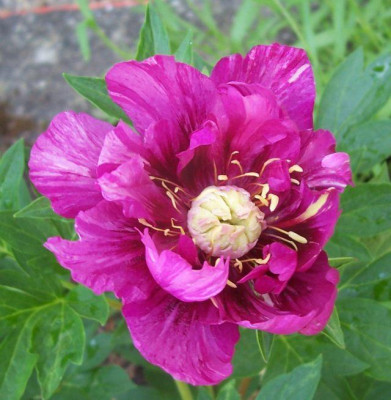100_5865 Lollypop pink.jpg
