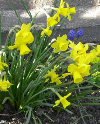 20040422_mehrblutige_narzissen.jpg