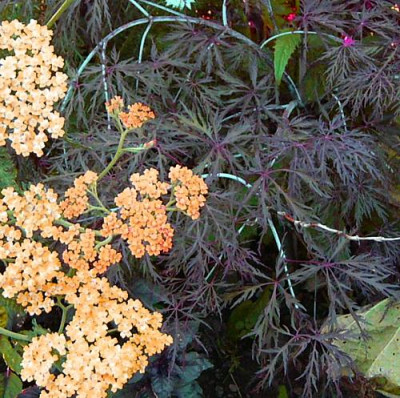 Achillea_Terracotta_Acer_Garnet2.jpg