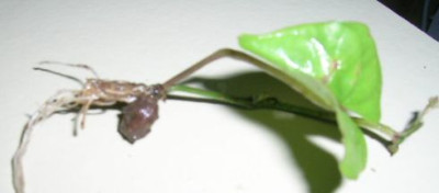 Dioscorea_batata_5.jpg