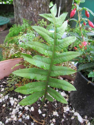 Drynaria spec.jpg