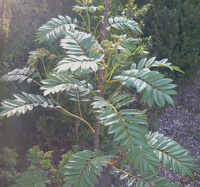 Sorbus_aucuparia_Joseph_Rock.jpg