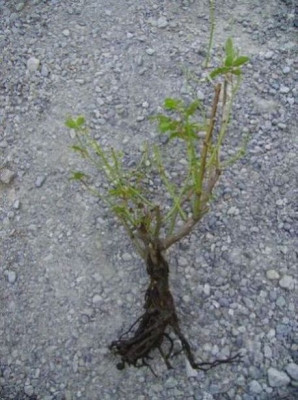 Schneewittchen_kahlgefressen.JPG