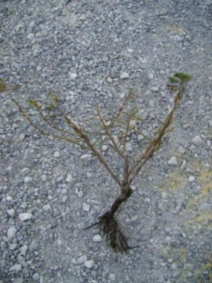 Stachdrahtrsose_kahlgefressen.JPG