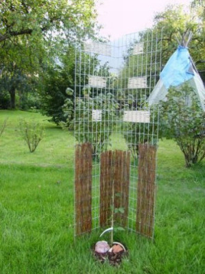 Rankgitter_Clematis.JPG