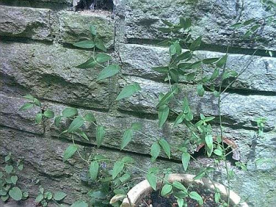 Jasminum_beesianum.jpg