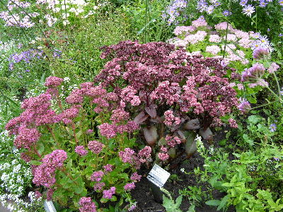 sedum.JPG