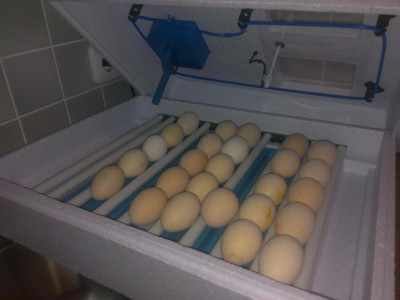 Nachwuchs1.jpg