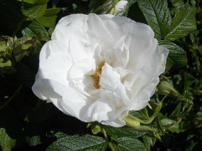 DSCN5722.jpg