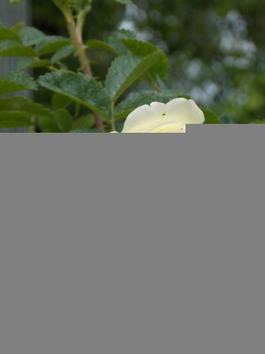 DSCN5401v.jpg