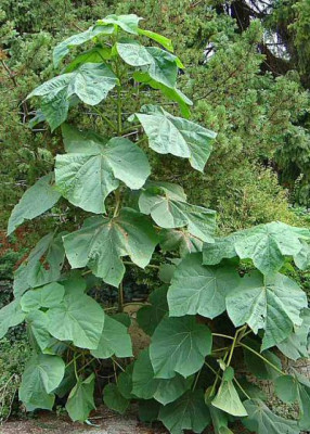 Paulownia.jpg