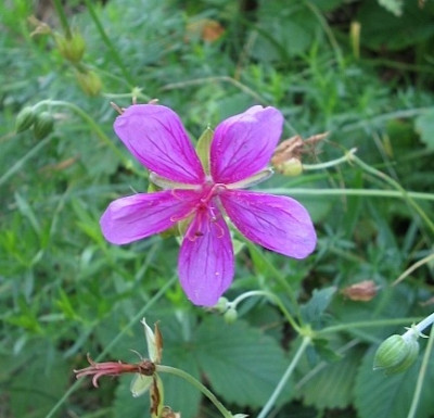 Geranium_yesoense.jpg
