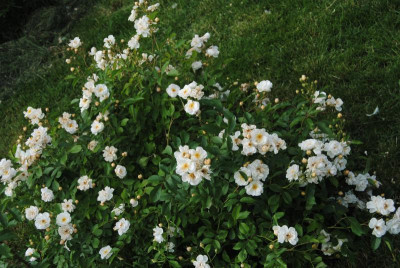rosen 1. juni 021.jpg